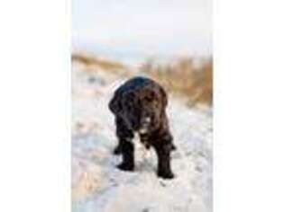 Goldendoodle Puppy for sale in Biloxi, MS, USA