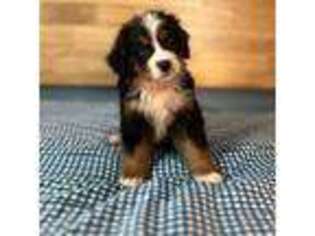 Bernese Mountain Dog Puppy for sale in Stillwater, OK, USA