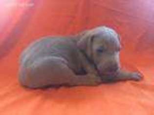 Weimaraner Puppy for sale in Mc Clure, PA, USA