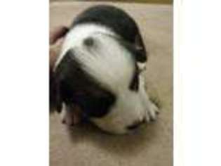 Pembroke Welsh Corgi Puppy for sale in Bismarck, ND, USA