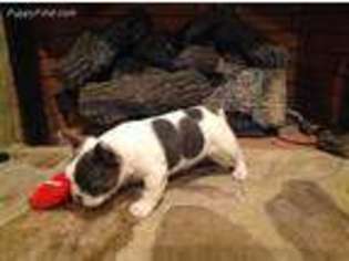 French Bulldog Puppy for sale in Bedford, VA, USA