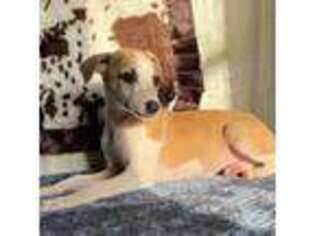 Whippet Puppy for sale in Elgin, AZ, USA