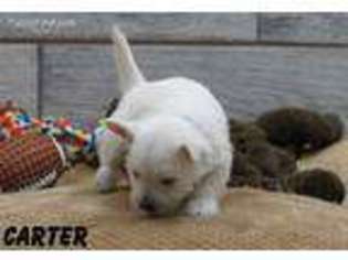 West Highland White Terrier Puppy for sale in Ogden, UT, USA