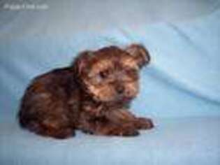 Yorkshire Terrier Puppy for sale in Gresham, WI, USA