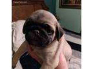 Pug Puppy for sale in Kernersville, NC, USA