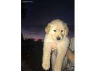 Golden Retriever Puppy for sale in Salado, TX, USA