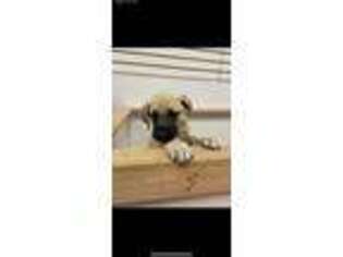Mastiff Puppy for sale in Center Valley, PA, USA