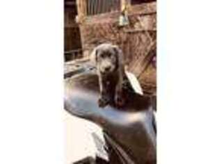 Labrador Retriever Puppy for sale in Greeneville, TN, USA