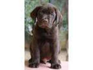 Labrador Retriever Puppy for sale in Fairfax, VA, USA