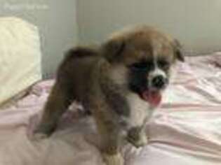 Akita Puppy for sale in Palm Desert, CA, USA