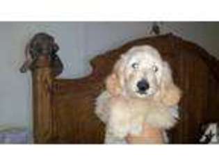 Goldendoodle Puppy for sale in WEST BRANCH, MI, USA