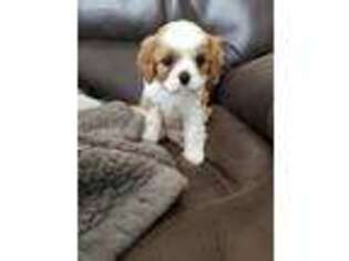 Cavalier King Charles Spaniel Puppy for sale in Indianola, IA, USA