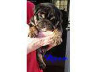 Bulldog Puppy for sale in Beckley, WV, USA