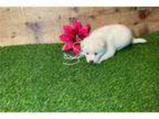 Shiba Inu Puppy for sale in Tulsa, OK, USA