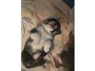 Pembroke Welsh Corgi Puppy for sale in Madison, AL, USA