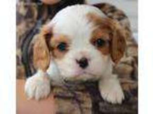 Cavalier King Charles Spaniel Puppy for sale in Kite, GA, USA