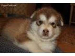 Alaskan Malamute Puppy for sale in Mesa, AZ, USA