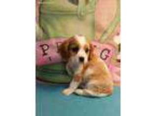 Cavalier King Charles Spaniel Puppy for sale in Bokchito, OK, USA