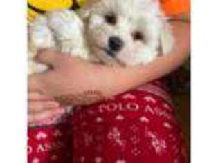 Maltese Puppy for sale in Hollis Center, ME, USA