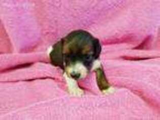 Dachshund Puppy for sale in Ireton, IA, USA