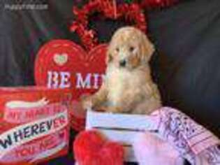 Goldendoodle Puppy for sale in Atlanta, GA, USA