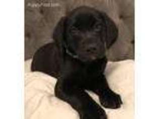 Labrador Retriever Puppy for sale in Tecumseh, MI, USA