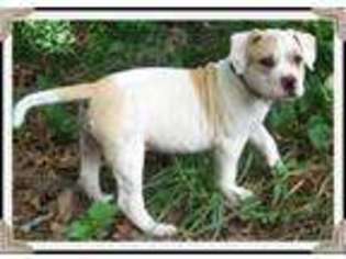 American Bulldog Puppy for sale in Livonia, MO, USA