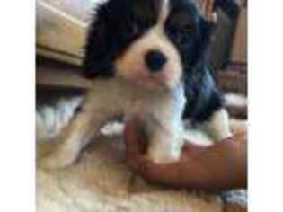 Cavalier King Charles Spaniel Puppy for sale in Warfordsburg, PA, USA