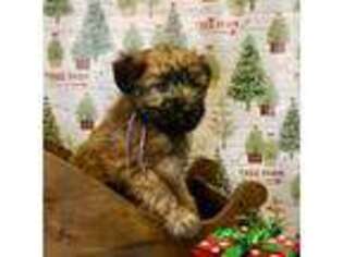 Soft Coated Wheaten Terrier Puppy for sale in Paducah, KY, USA