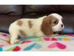 Cavalier King Charles Spaniel Puppy for sale in Spring Hill, KS, USA