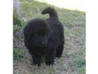 Newfoundland Puppy for sale in Fritch, TX, USA