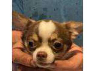Chihuahua Puppy for sale in Accident, MD, USA