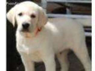 Labrador Retriever Puppy for sale in Fairfax, VA, USA