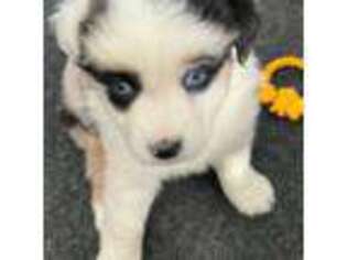 Miniature Australian Shepherd Puppy for sale in Elko, NV, USA