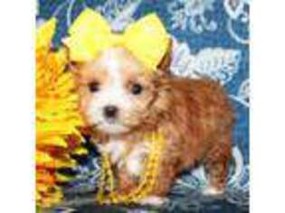 Yorkshire Terrier Puppy for sale in Payson, AZ, USA