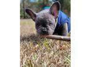 French Bulldog Puppy for sale in Fleming, GA, USA