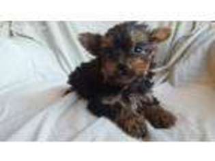 Yorkshire Terrier Puppy for sale in Lone Grove, OK, USA