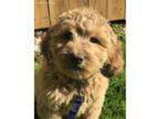 Goldendoodle Puppy for sale in Durham, NC, USA