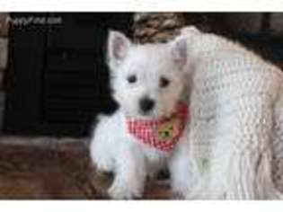 West Highland White Terrier Puppy for sale in Pelsor, AR, USA