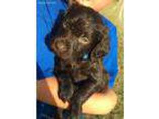 Boykin Spaniel Puppy for sale in Barney, GA, USA