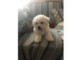 Bichon Frise Puppy for sale in Fiskdale, MA, USA