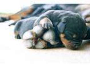 Rottweiler Puppy for sale in CHOCTAW, OK, USA