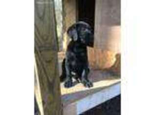 Labrador Retriever Puppy for sale in Union, MS, USA