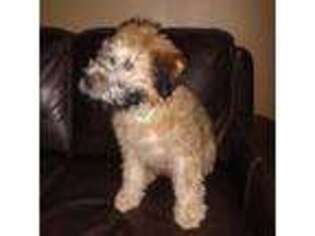 Soft Coated Wheaten Terrier Puppy for sale in Deer Lodge, MT, USA