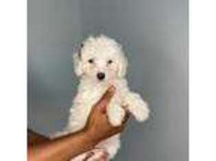 Cavapoo Puppy for sale in Decatur, GA, USA