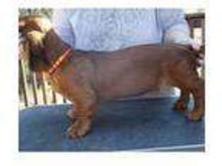 Dachshund Puppy for sale in Kennewick, WA, USA