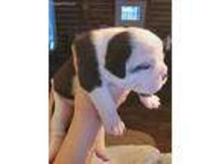 Olde English Bulldogge Puppy for sale in Turner, MI, USA
