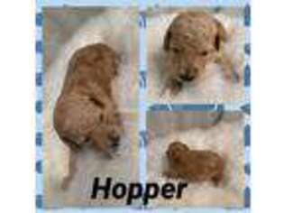 Goldendoodle Puppy for sale in Altus, AR, USA