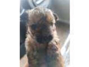 Yorkshire Terrier Puppy for sale in Eagle Mountain, UT, USA