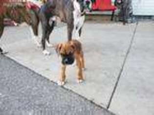 Boxer Puppy for sale in Northfield, MN, USA